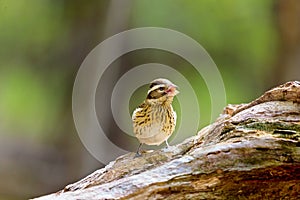 Rose Breasted Grossbeak female.