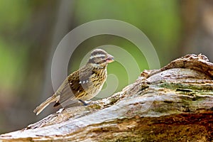 Rose Breasted Grossbeak female.