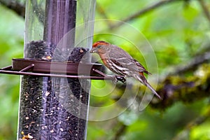 Rose Breasted House Finch 01