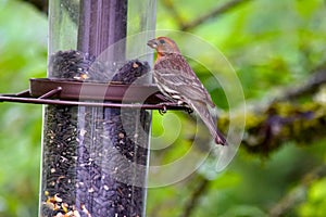 Rose Breasted House Finch 04