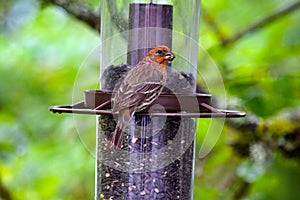 Rose Breasted House Finch 10