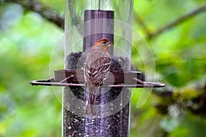 Rose Breasted House Finch 12