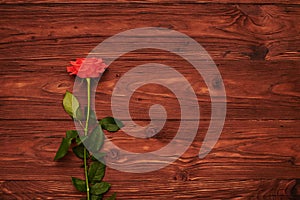 Rose on brown background with empty copyspace