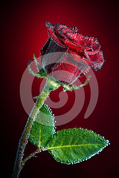 Rose with bubbles