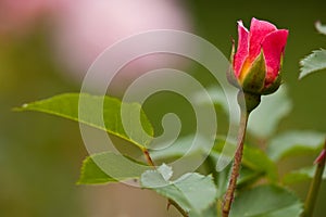 Rose bud