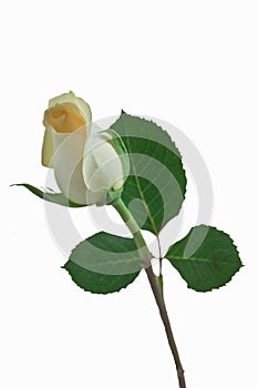 Rose Bud