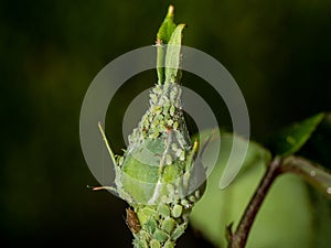 Rose bud aphid