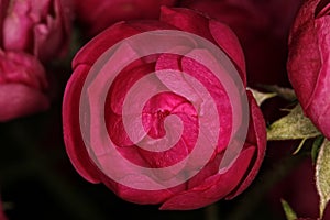 Rose Bud close up - Flower Bud macro