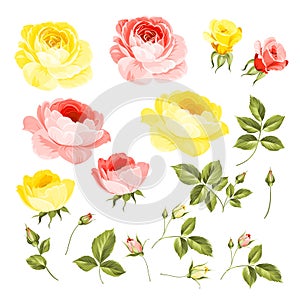 Rose bud collection. Elements of roses isolated on white background. Bouquet of roses. Flower isolated against white