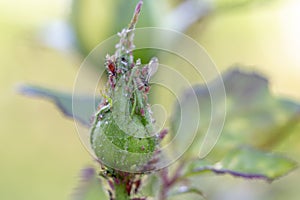 Rose bud covered with aphids of the family aphidoidea