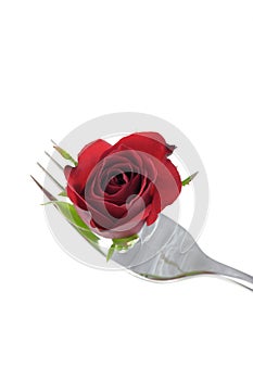 Rose bud on fork