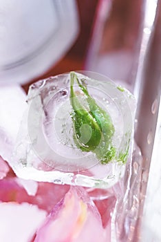 Rose bud frozen in a cube of ice