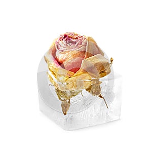 Rose bud in ice cubes on white isolated