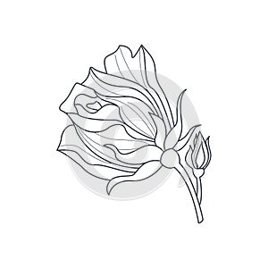 Rose Bud Monochome Drawing For Coloring Book photo