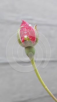 The rose bud, the rain drops on the rose flower bud