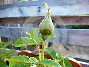 Rose Bud Ready to Bloom