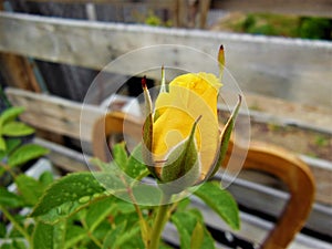 Rose Bud Ready to Bloom