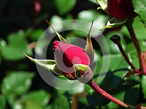 Rose bud right before blooming