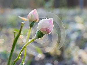 Rose bud with rime frost