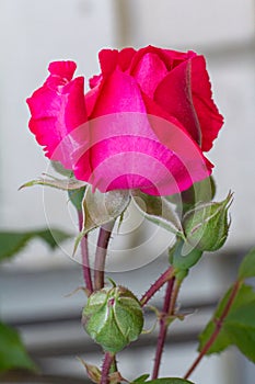 Rose bud on a stem with a cottage on the background.