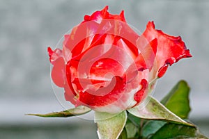 Rose bud on a stem with a cottage on the background.