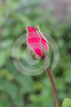 Rose bud on a stem with a garden on the background.