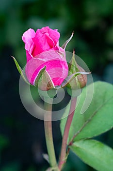 Rose bud on a stem with a garden on the background.