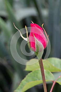 Rose bud on a stem with leaves on the background.