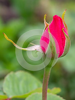 Rose bud on a stem with leaves on the background.