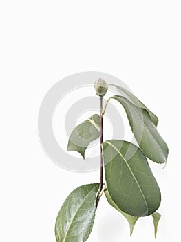 Rose bud on stem unopened with leaves on light gray background in minimal style