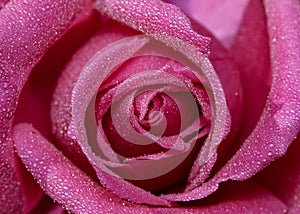 Rose bud with water drops close up photo