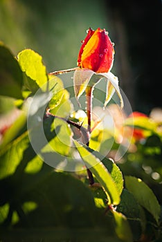 A rose bud with water drops in the late evening sunshine