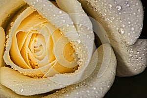 Rose Bud white wtih water drops - Flower Bud macro wtih water drops