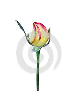 Rose bud yellow petal with red edge and green leaf solated on white background , clipping path