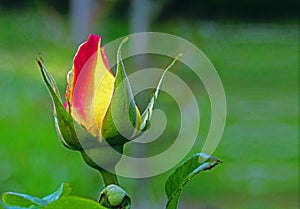 Rose bud in yellow and red shades