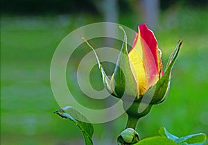 Rose bud in yellow and red shades right