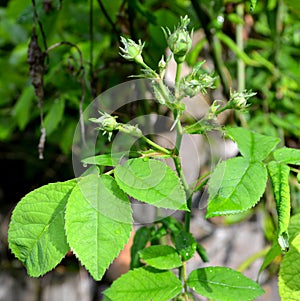 Rose buds