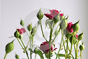 Rose buds bush. Green leaf texture. Nature floral background. Organic botanical beauty macro closeup