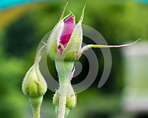 rose buds close up view