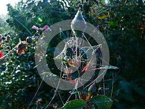 Rose Buds and dew-covered spider webs