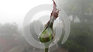 rose buds with dew water drops rain fog close up micro fresh