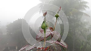 rose buds with dew water drops rain fog close up micro fresh