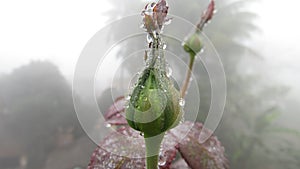 rose buds with dew water drops rain fog close up micro fresh