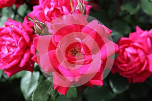 Rose Buds in early summer 2019 I