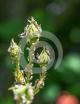 Rose buds full of lice