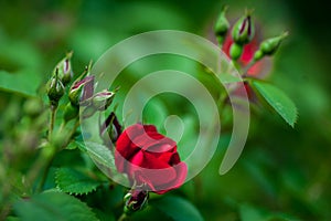 Rose buds in the garden over natural background