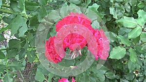 rose buds in the garden in summer