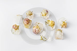 Rose buds in ice cubes on white isolated