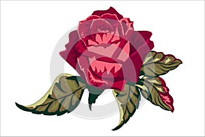 Rose buds and leaves. Vector illustration isolated on white background. For the design of weddings, shawls, fabrics