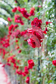 Rose Buds in a Park